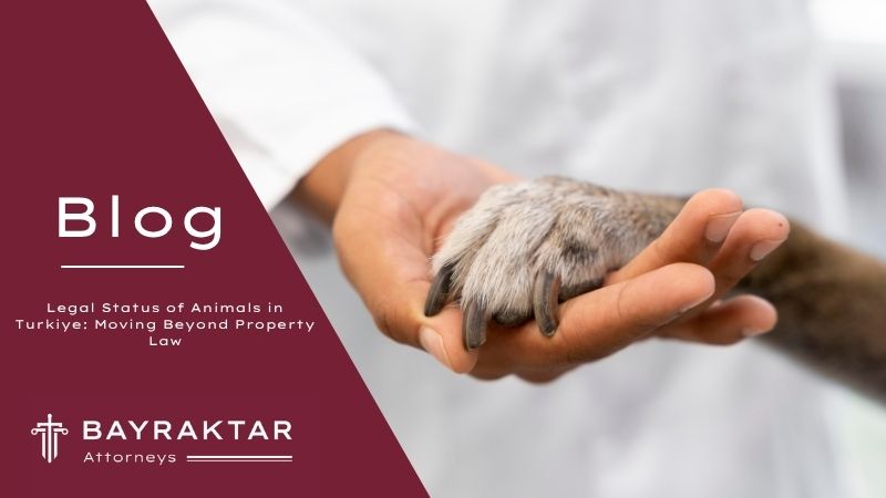 ["A close-up of a person gently holding a dog’s paw, symbolizing empathy and the shift in animal legal rights in Türkiye, with Bayraktar Attorneys blog branding.         Ask ChatGPT"]